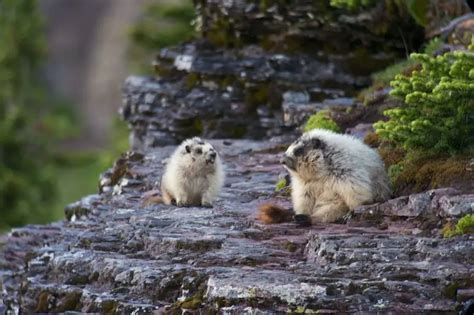 Hoary Marmot - Facts, Diet, Habitat & Pictures on Animalia.bio