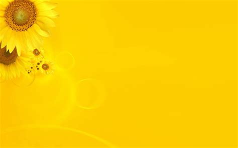 Yellow sunflower background HD picture free download