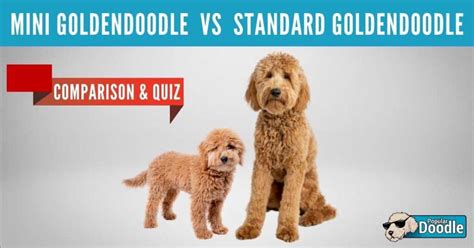 Mini Goldendoodle vs Goldendoodle: Which Size is Best? (QUIZ)