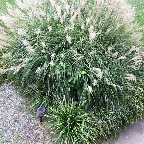 Adagio Maiden Grass Miscanthus Sinensis 'adagio' - Etsy