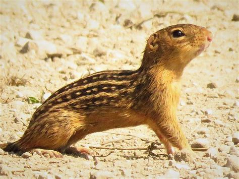 Thirteen Lined Ground Squirrel Photograph by Lori Frisch - Fine Art America