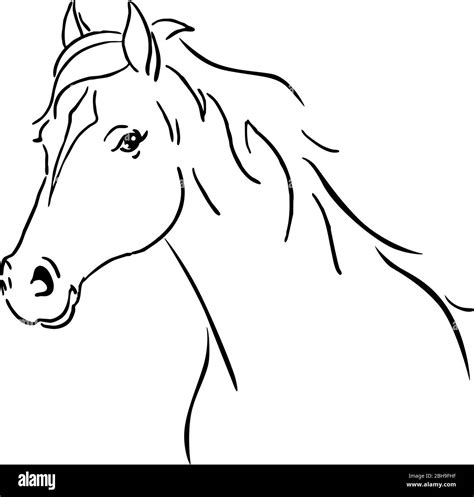 Horse Sketches And Drawings