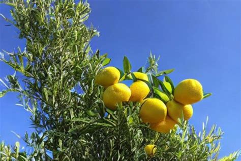 Ponderosa Lemons: Description, Flavor, Benefits, And Uses - Gardeners ...