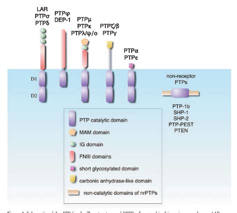 Figure 1 from Protein tyrosine phosphatases and signalling. | Semantic Scholar