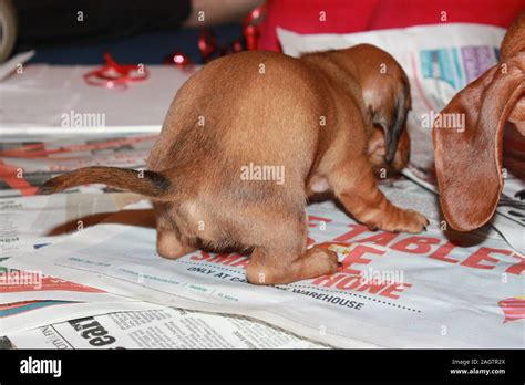 A Miniature Dachshund training Stock Photo - Alamy