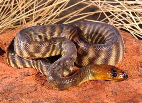 Woma Python | Woma python | Reptiles, Reptile show, Python