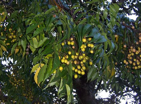 Tree of the Week: Melia azedarach, Chinaberry tree | Bear Essential News