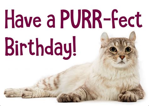 Happy Cat Birthday Card – Curious Critters