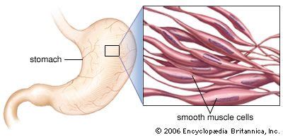 Smooth muscle | anatomy | Britannica