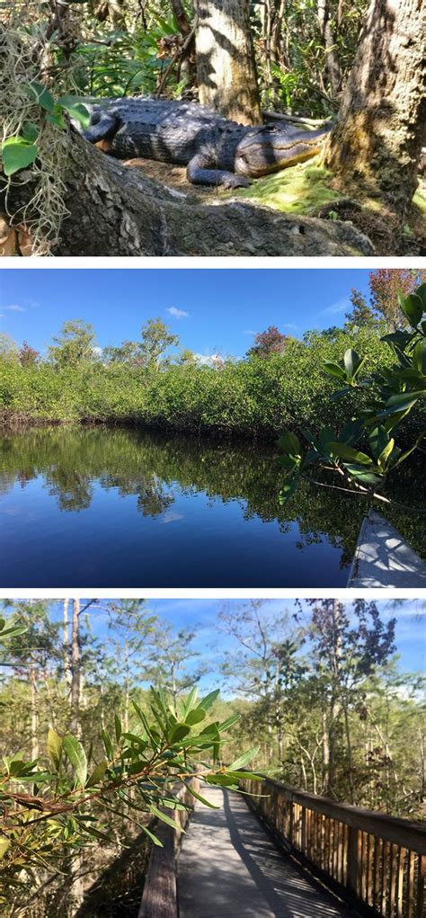 A perfect, wild trip to Everglades National Park is only a few hours ...