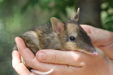 Help Protect Endangered Bandicoots - GlobalGiving