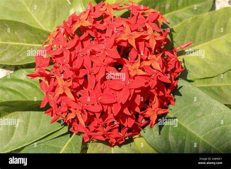 Rubiaceae Family High Resolution Stock Photography and Images - Alamy