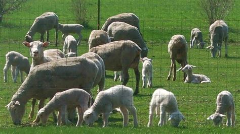 Polypay Sheep | Dual Purpose Prolific - YouTube