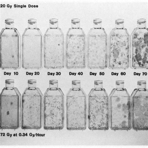 Differential effects of high and low dose rate gamma ray exposures on... | Download Scientific ...