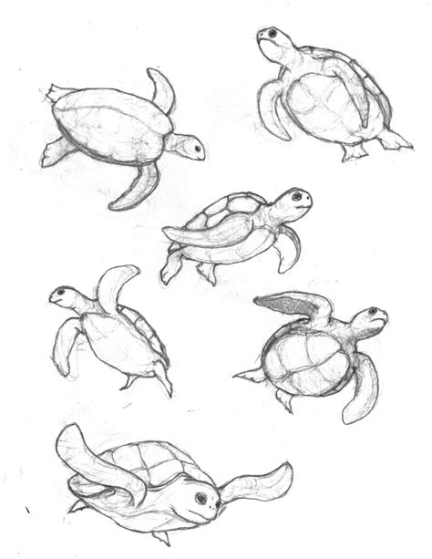 Turtle Pencil Drawing at GetDrawings | Free download