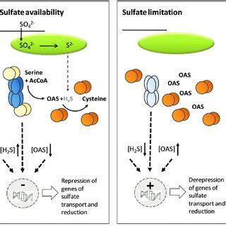 Model for regulation of cysteine synthesis by the CS complex | Download ...