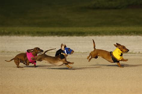 Weiner Dog Races at Grand River Raceway - Fergus/Elora - Grand and Gorgeous