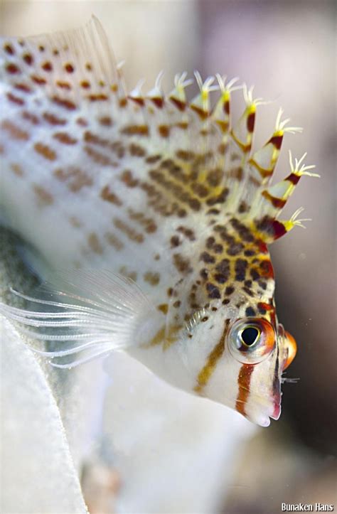 Hawkfish | Sea creatures