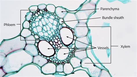 Monocot Stem Labelled Diagram