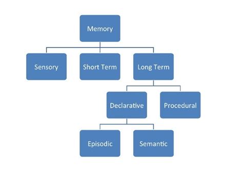 Cognitive processes memory