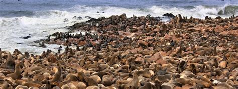 namibia-seals – mypassport.gr