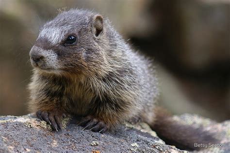 "Baby Marmot " by Betsy Seeton | Redbubble