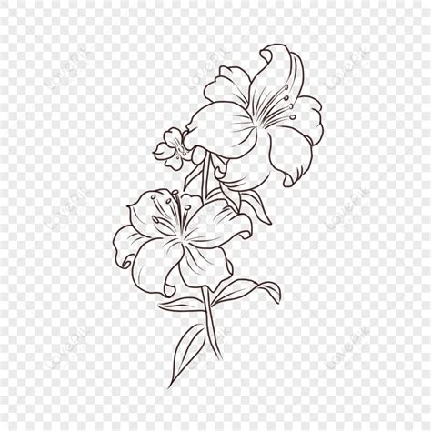 Flower Line Art Images | Best Flower Site