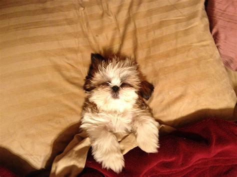 Tea cup Shih Tzu Cooper sleeping Puppies And Kitties, Kittens, Doggies, Shih Tzu Puppy, Shih ...