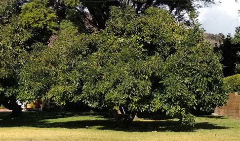 Fuerte-avocado-tree-with-spreading-crown - Greg Alder's Yard Posts: Food Gardening in Southern ...