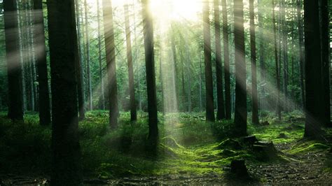 1600x900 Forest Sunbeam Trees Wallpaper,1600x900 Resolution HD 4k Wallpapers,Images,Backgrounds ...