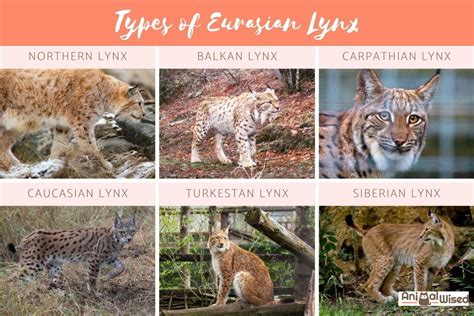 All Types of Lynx Species with Characteristics and Photos