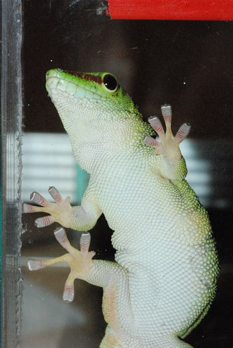 Phelsuma madagascariensisgrandis | Phelsuma madagascariensis… | Flickr