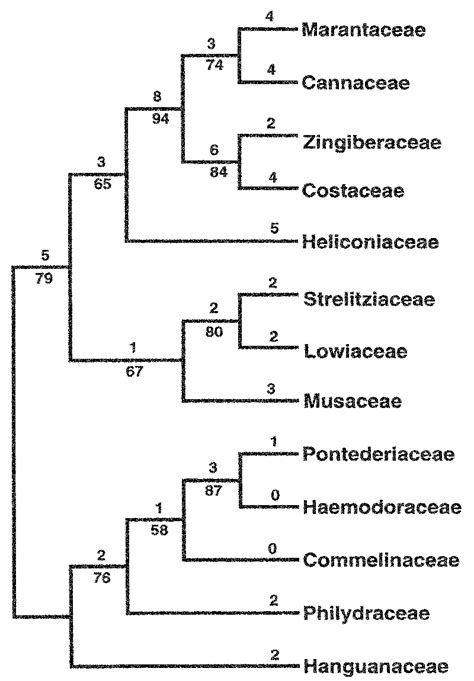 The single shortest tree of the eight families of the Zingiberales... | Download Scientific Diagram