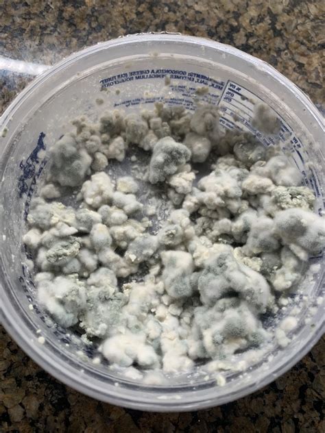 Blue Cheese has mold in it : r/MoldlyInteresting