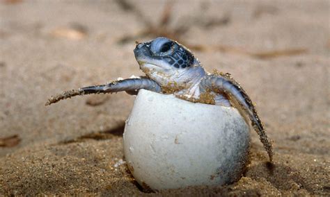 Cutest Baby Turtles and Tortoises | Cuteness Overflow