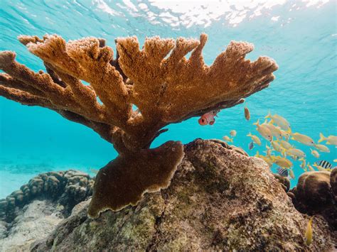 10 Best Curacao Snorkeling Beaches & Spots - Bobo and ChiChi