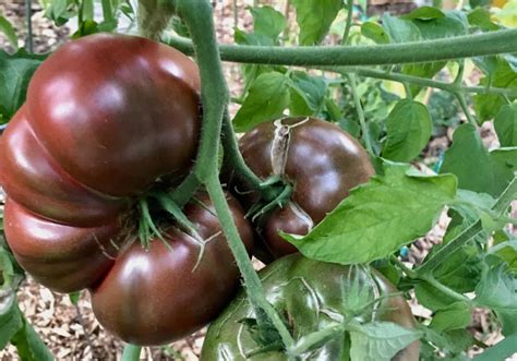 Cherokee Purple tomato 🍅 💜 Unlock the secrets of growing this heirloom ...
