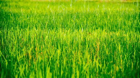 Free photo: Grass Plain - Agriculture, Close -up, Cropland - Free Download - Jooinn