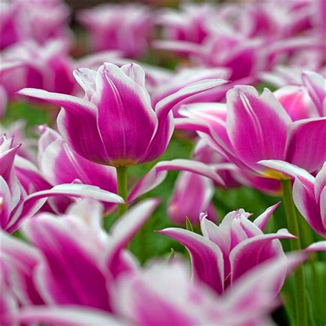 Rainbow Tulip Seeds 100piece 24 Varieties - BestSeedsOnline.com - Free ...