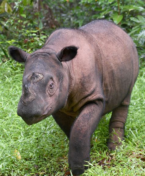 Sumatran rhino extinct in Malaysia as lone survivor dies - CGTN