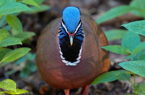 Birds of Cuba – An Internet Field Guide to Rare Cuban Birds