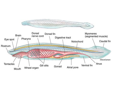 Zoology | Carlson Stock Art | Zoology, Animal science, Animal cell structure