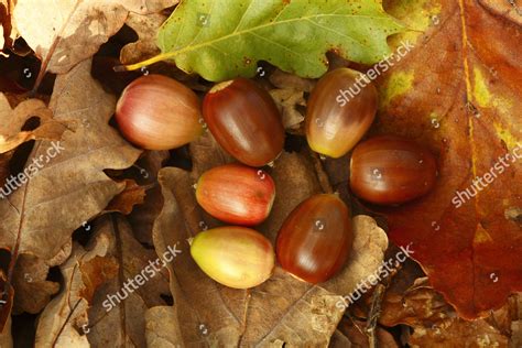 Sessile Oak Quercus Petraea Closeup Fallen Editorial Stock Photo ...