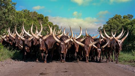 More conservation efforts needed for Uganda's long horned Ankole cows - CCTV News - CCTV.com English