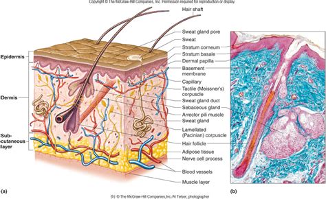 35 Label Integumentary System Labels 2021 | Free Nude Porn Photos