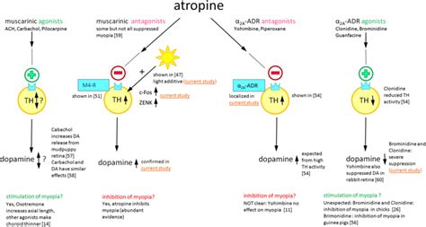 Auftragnehmer Böser Glaube Weste atropine mechanism Unternehmer Kreide ...