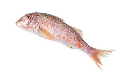 Premium Photo | Fresh red mullet fish on white surface