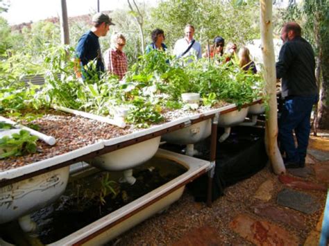 DIY: Everything You Need to Know to Build a Simple Backyard Aquaponics System