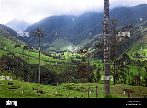 The Cocora Valley (Salento, Quindío), Colombia Stock Photo - Alamy