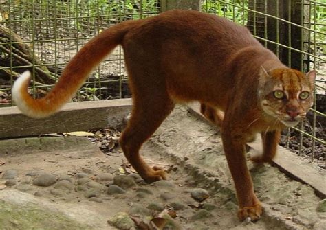 The world’s five most endangered wild cats - Nexus Newsfeed